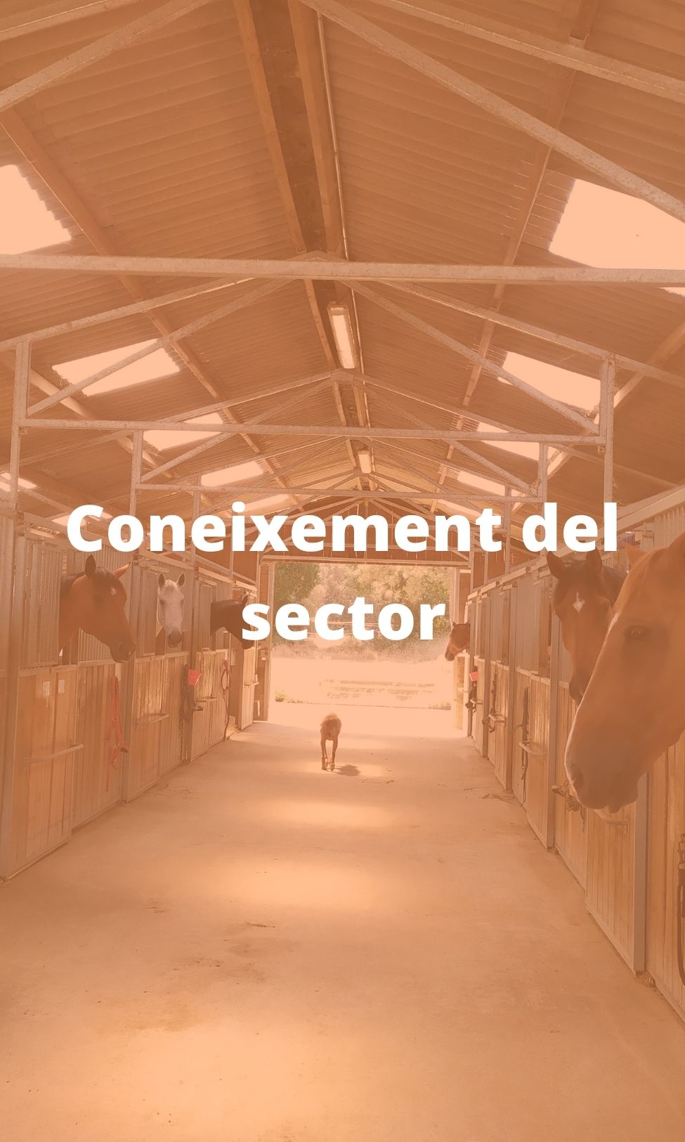 Coneixement sector