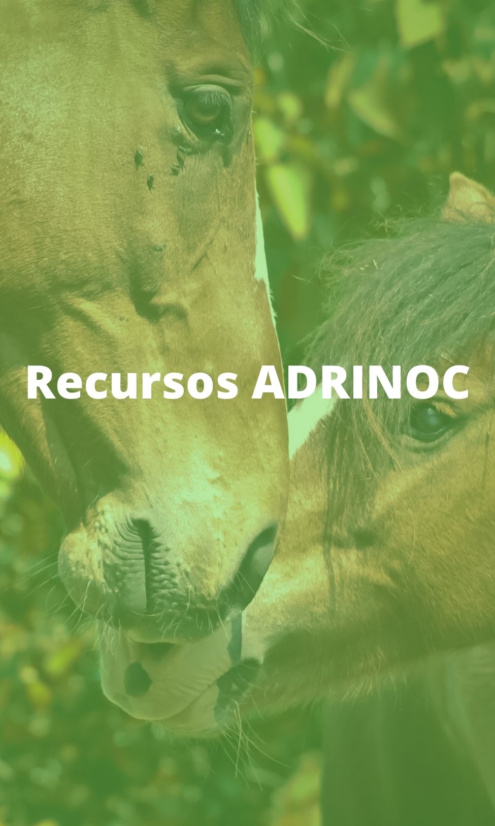 Recursos ADRINOC